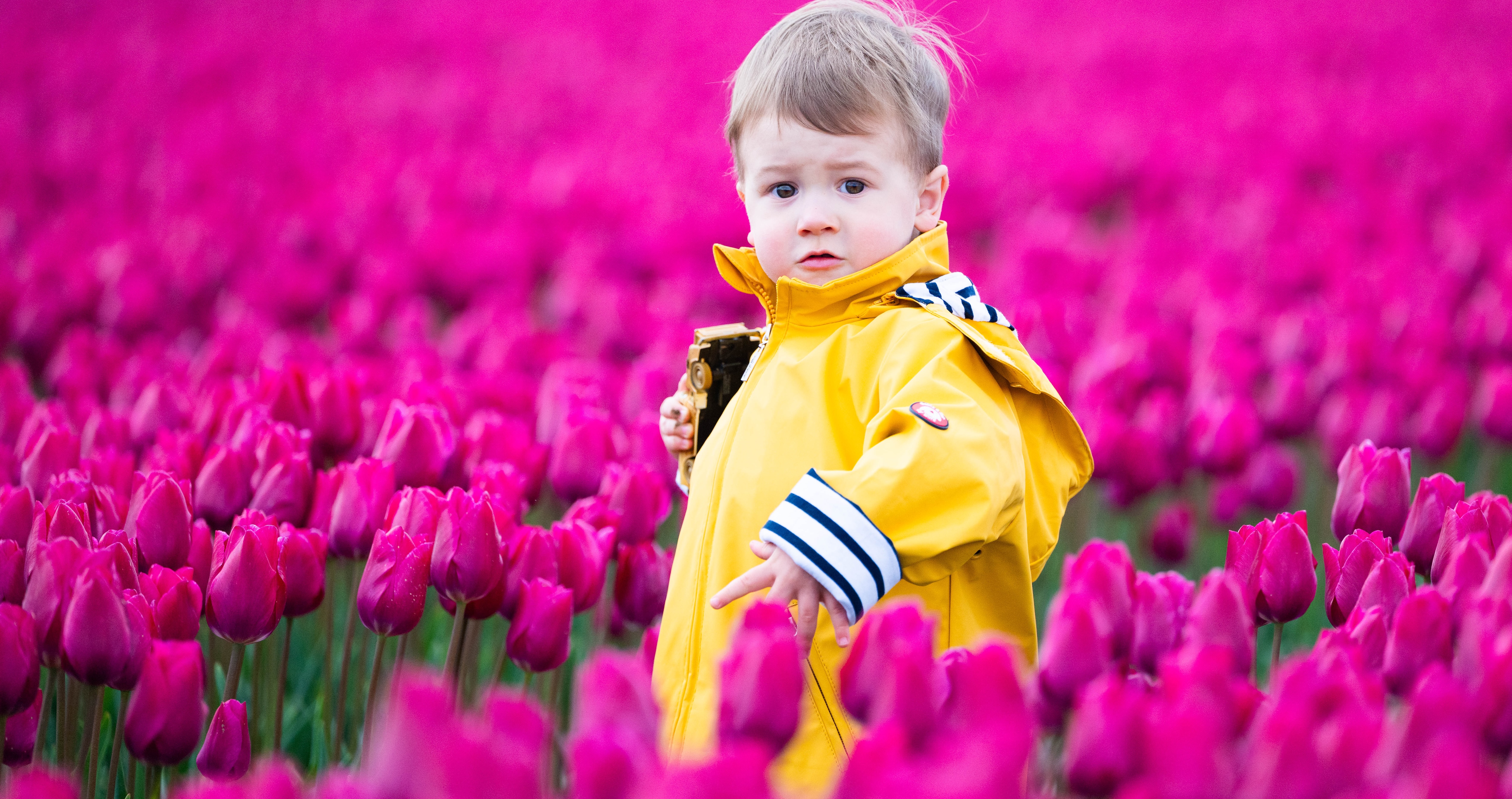 25IB Tulips For Tapping 5 25IB Tulips For Tapping 5