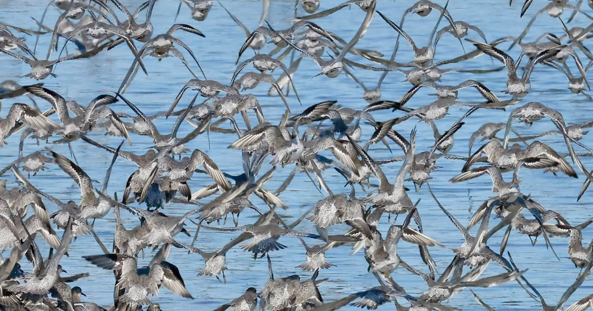 Birds wed add Birds wed add