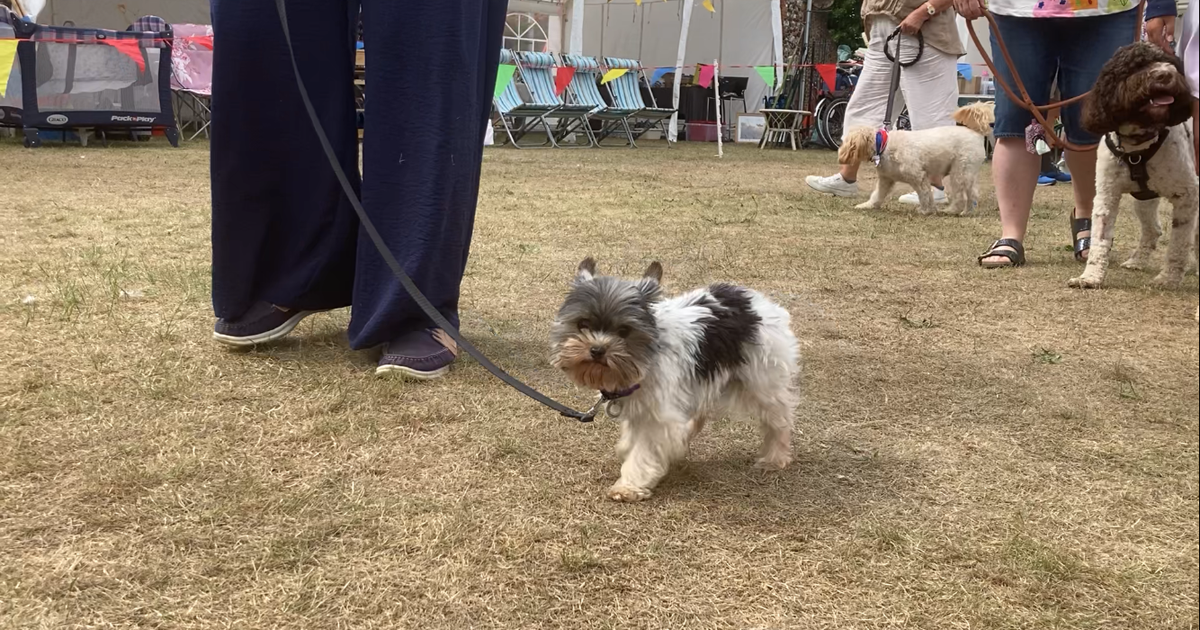 Dog show web 4 Dog show web 4