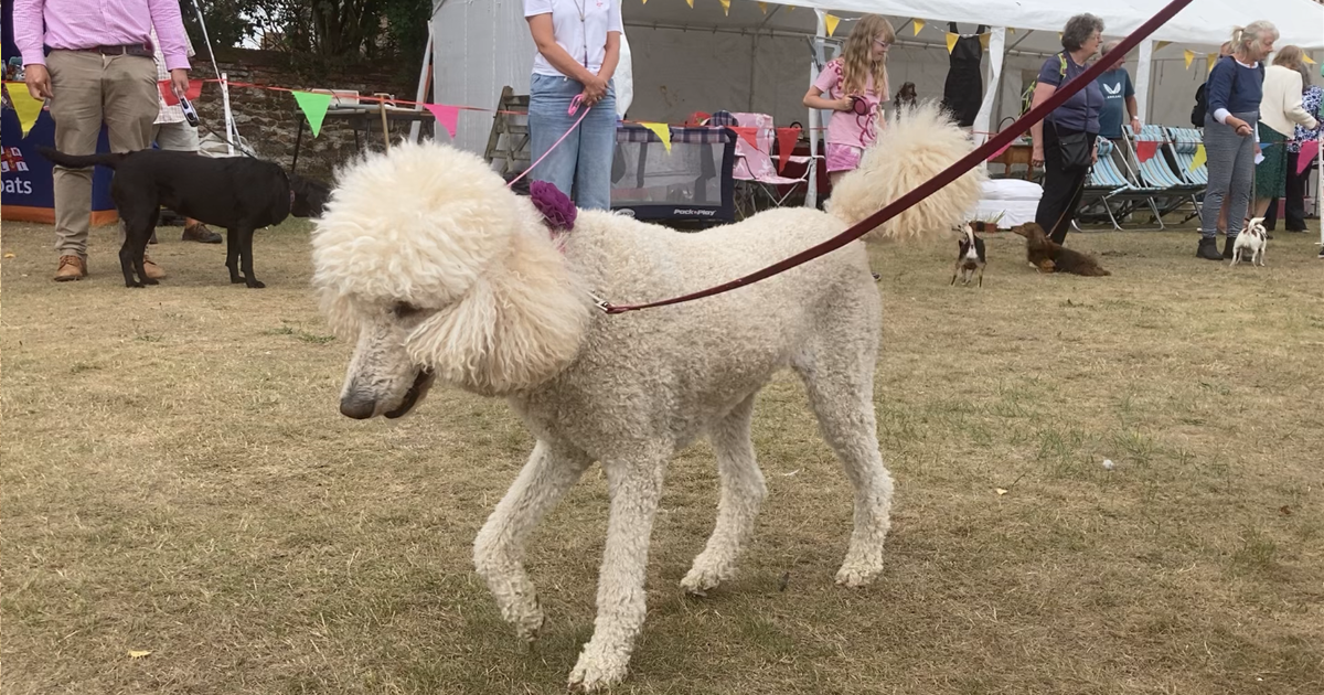 Dog show web 5 Dog show web 5