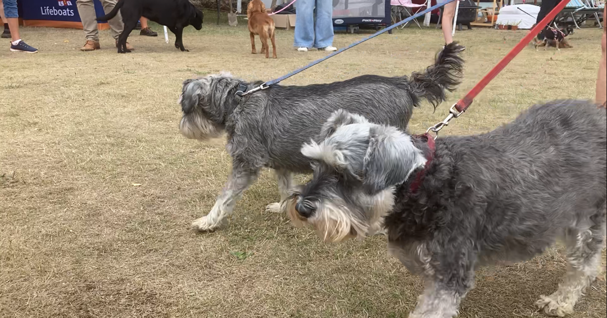 Dog show web 6 Dog show web 6