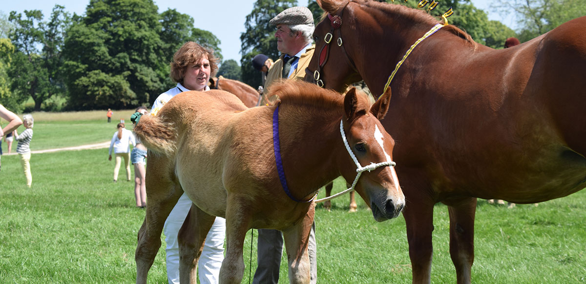 Filly