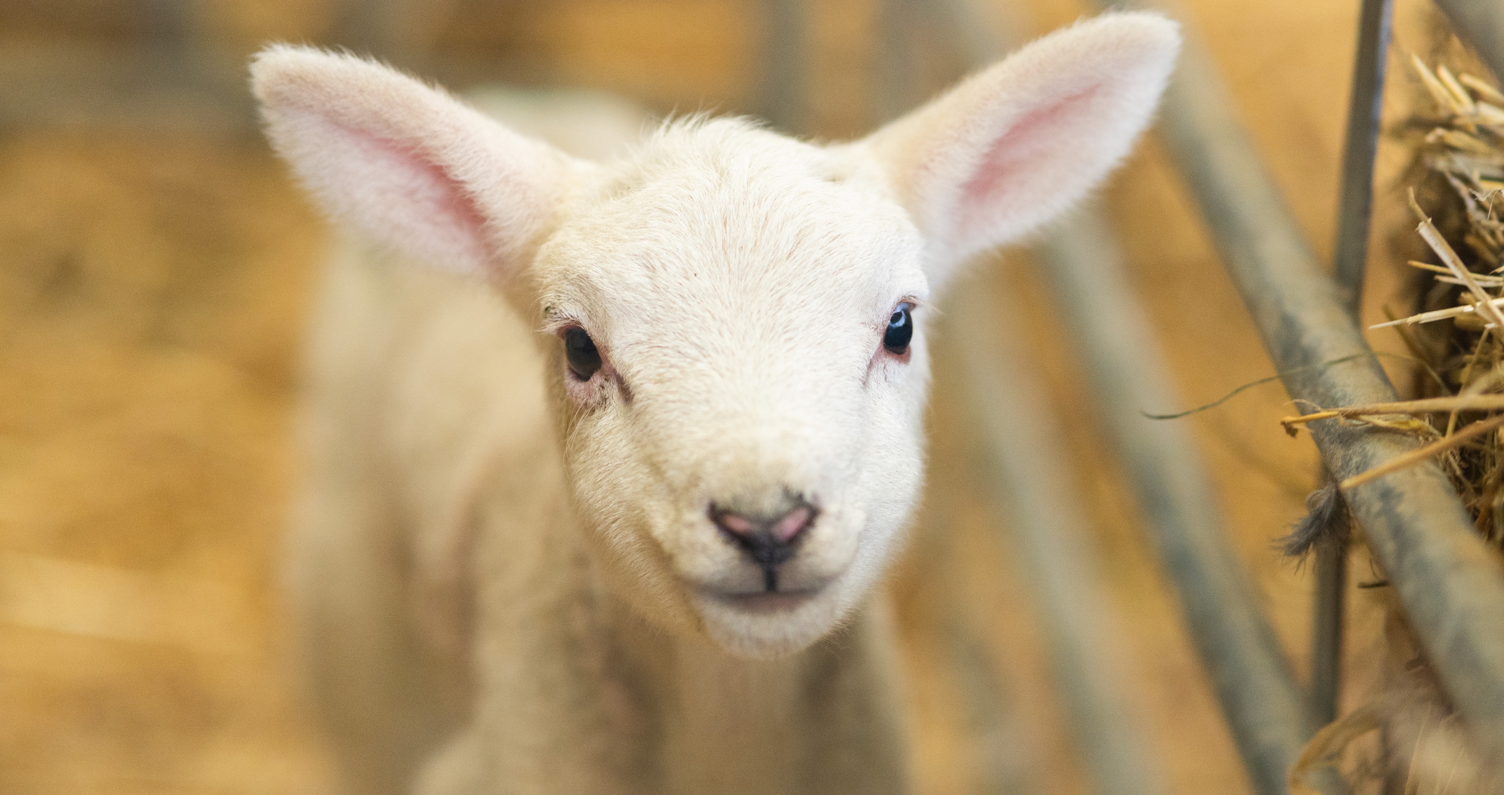 26IB Lambs Snettisham Park 12 26IB Lambs Snettisham Park 12