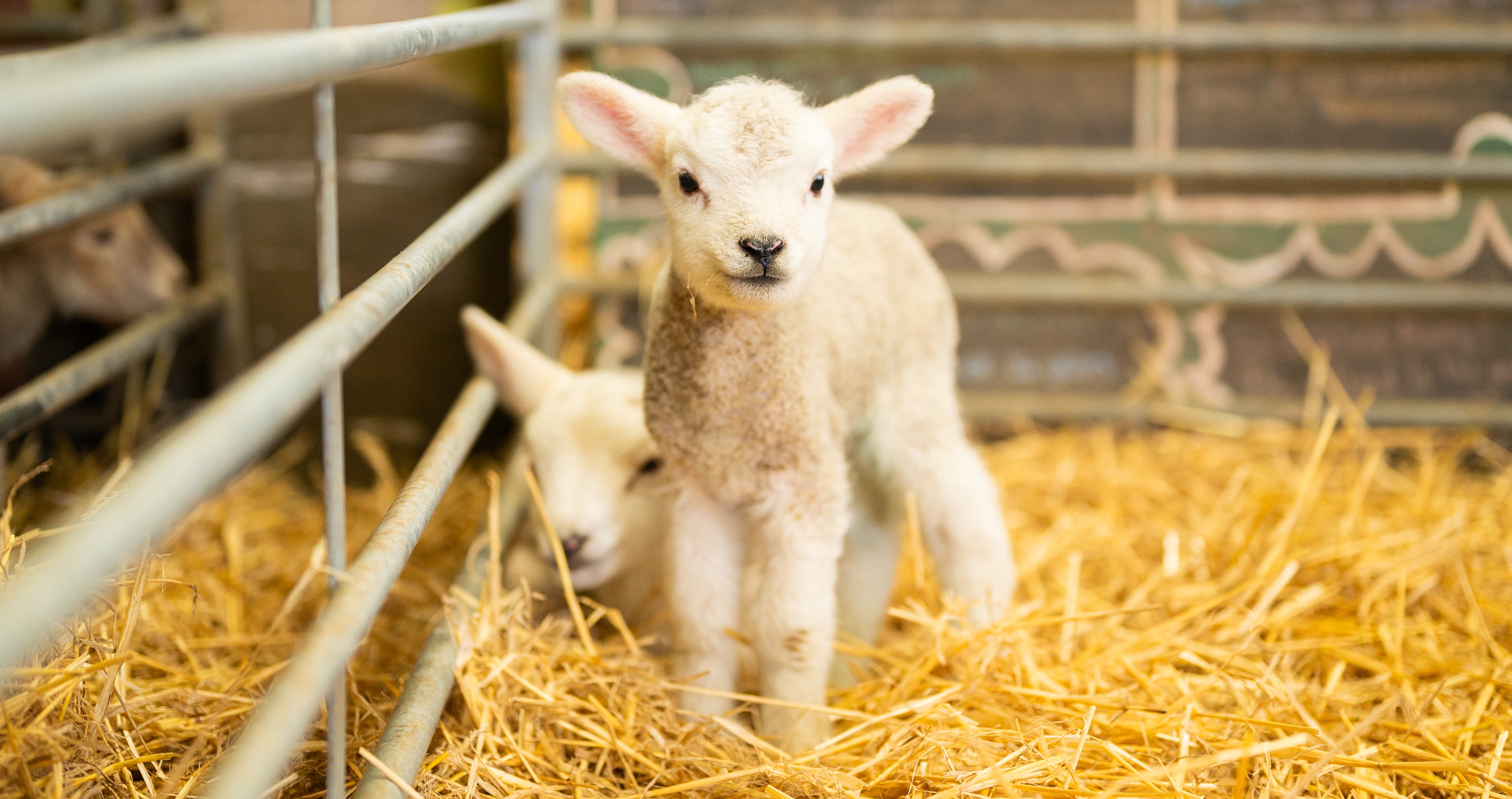 26IB Lambs Snettisham Park 16 26IB Lambs Snettisham Park 16