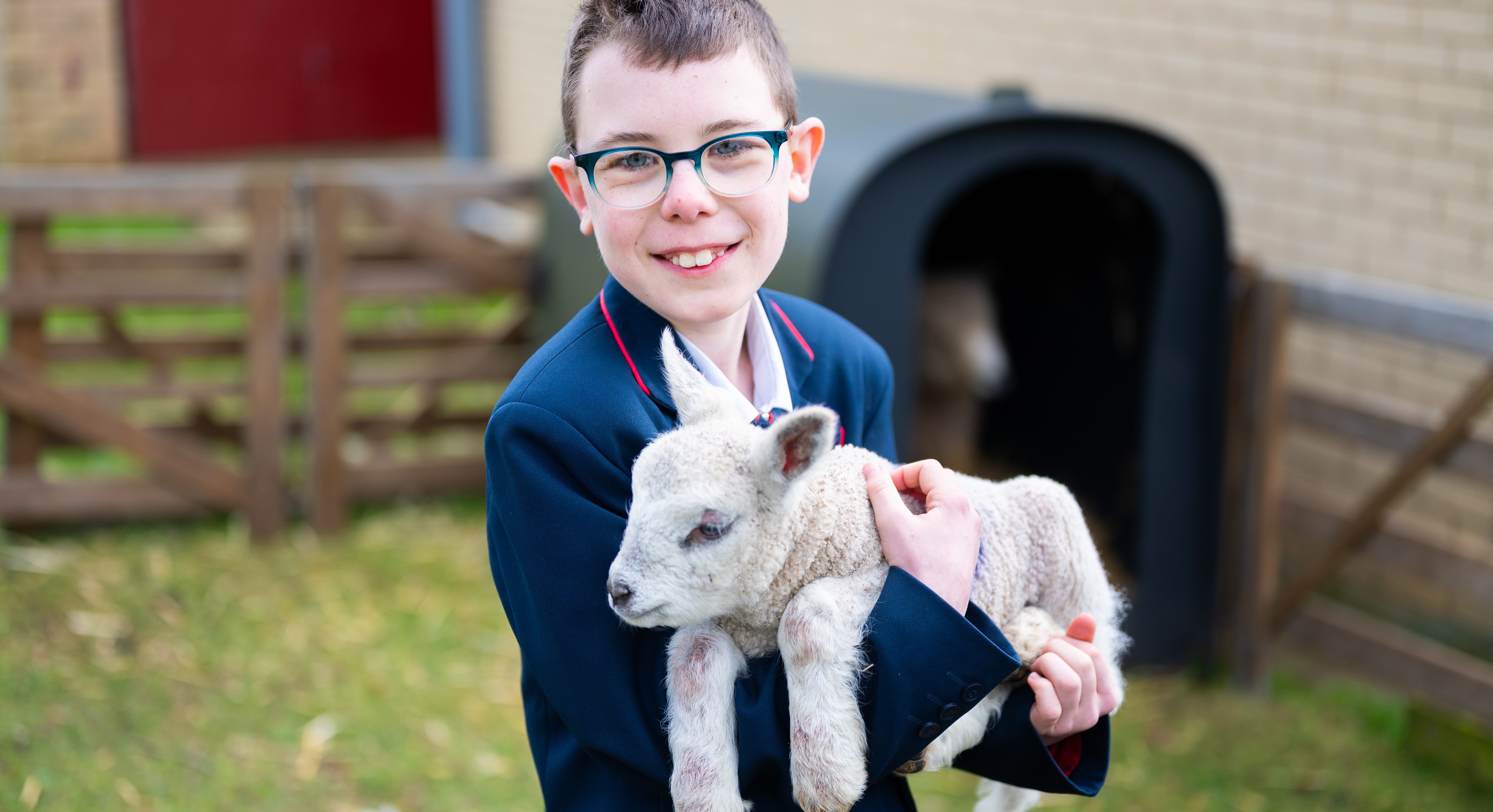 26IB Sheep Smithdon 15 26IB Sheep Smithdon 15