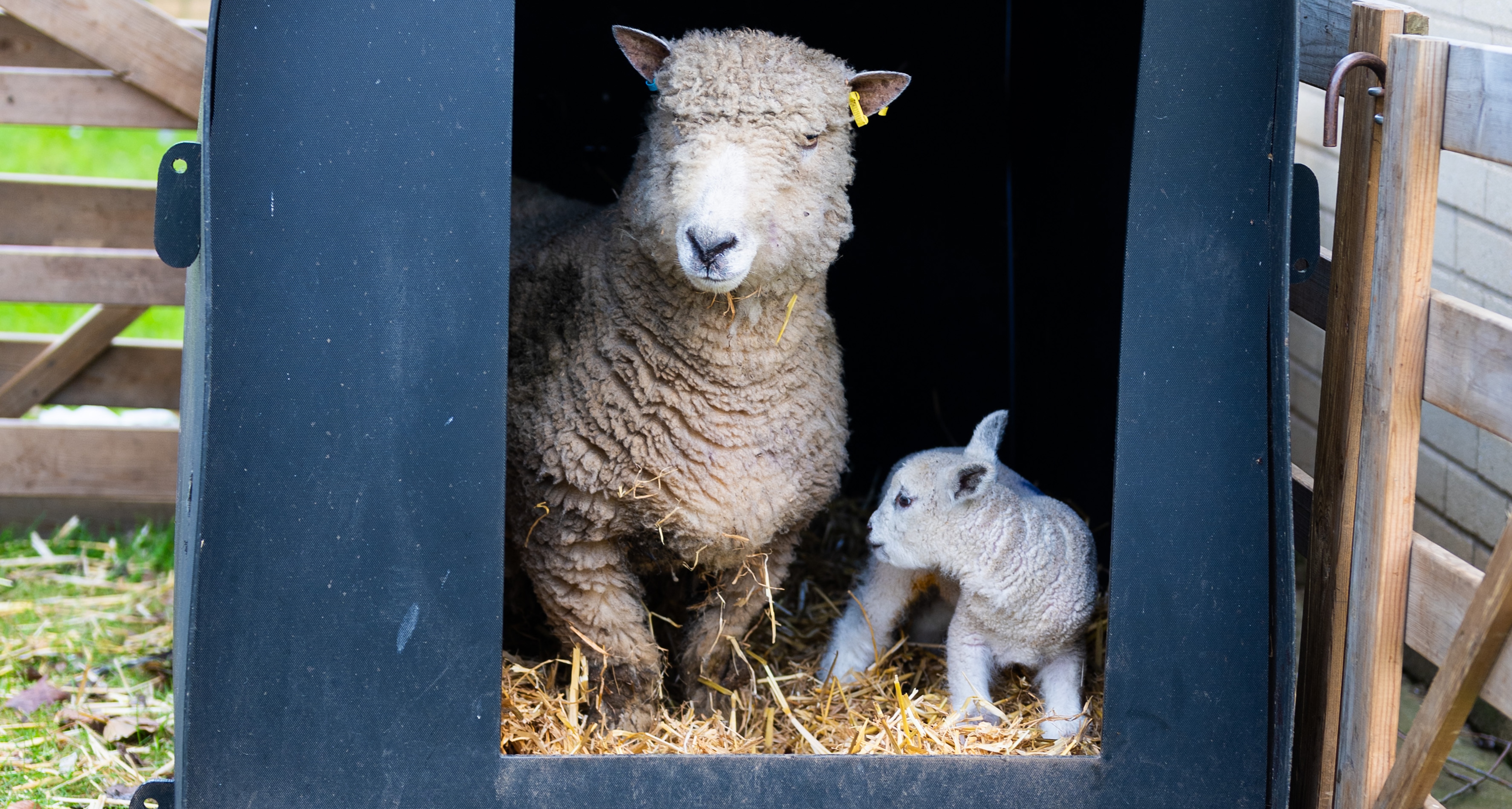 26IB Sheep Smithdon 32 26IB Sheep Smithdon 32
