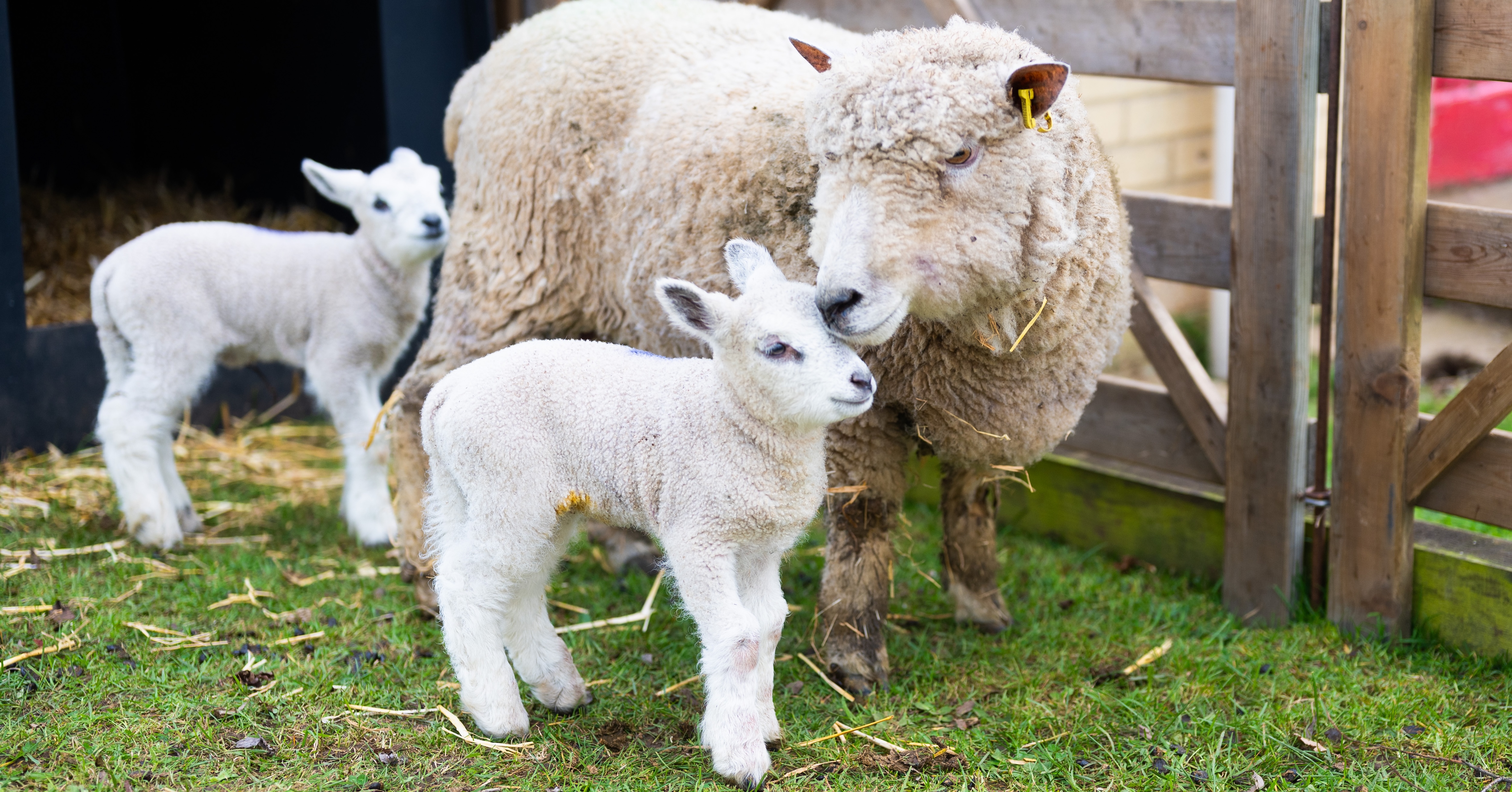 26IB Sheep Smithdon 35 26IB Sheep Smithdon 35