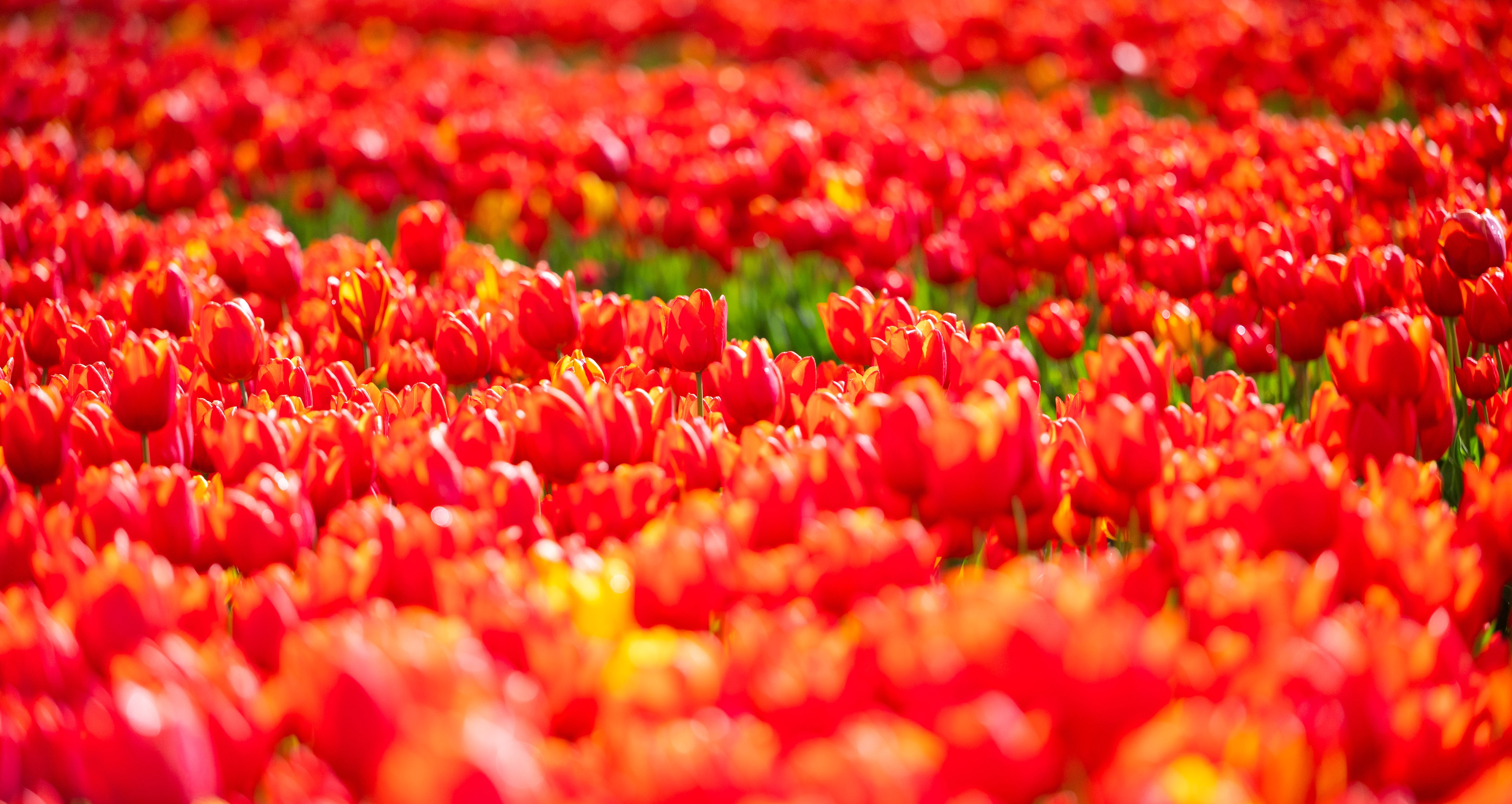 26IB Tulips For Tapping 32 26IB Tulips For Tapping 32