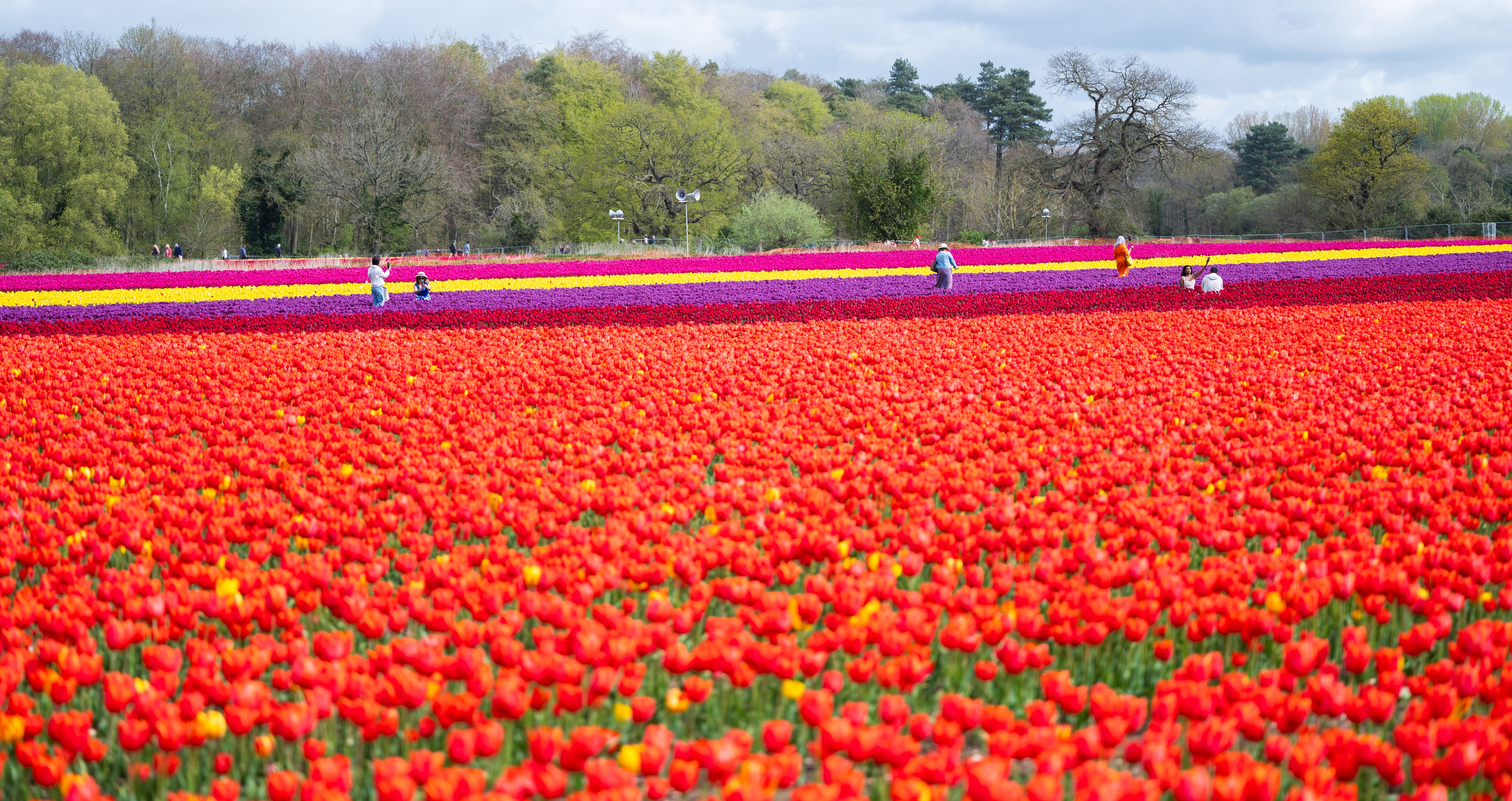 26IB Tulips For Tapping 33 26IB Tulips For Tapping 33
