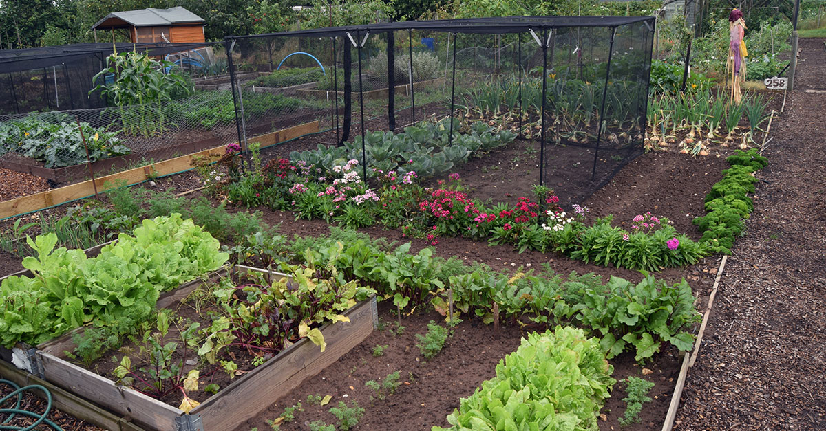 Allotment1 Allotment1