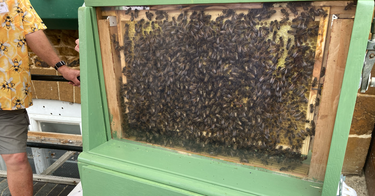Bees web 1 Bees web 1