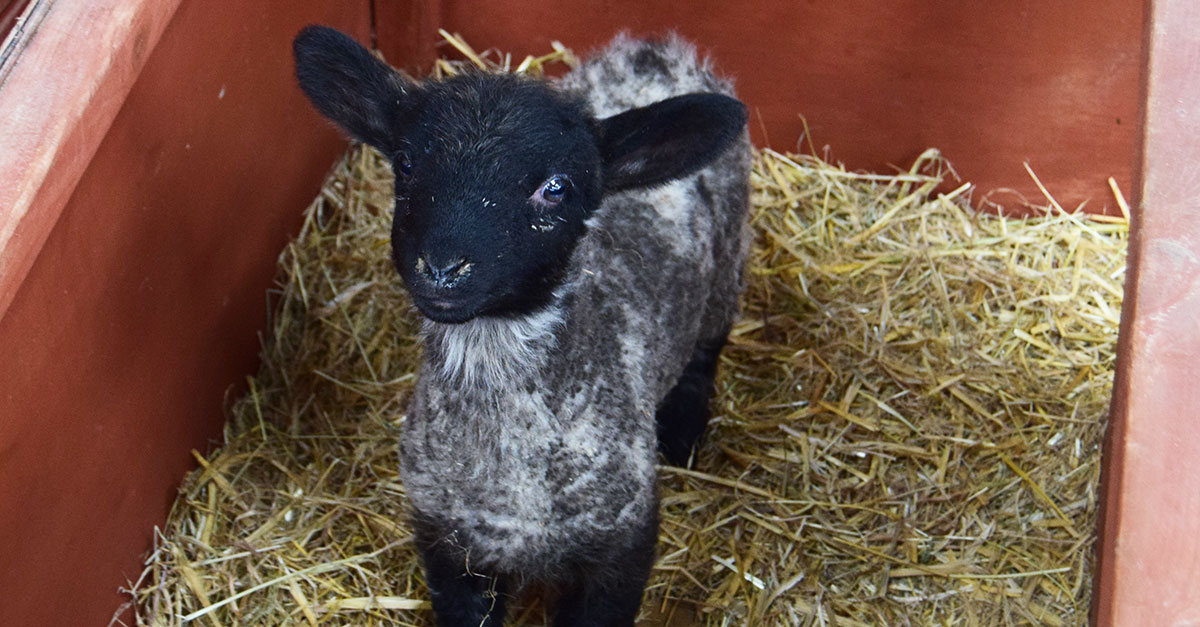 Lambing Lambing