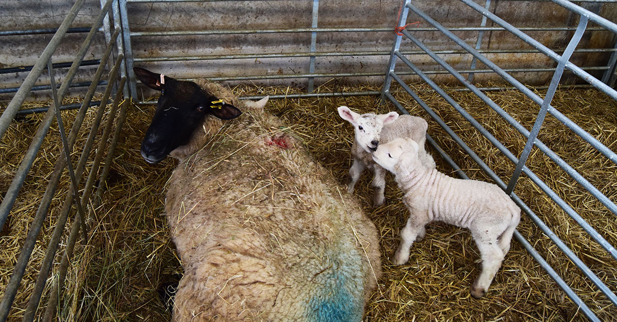 Lambing1 Lambing1
