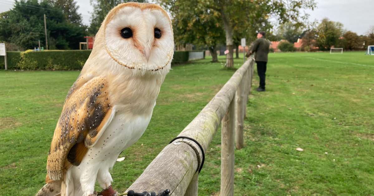 Owl web 4 Owl web 4