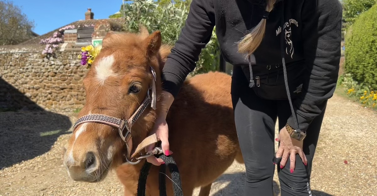 Pony1 Pony1