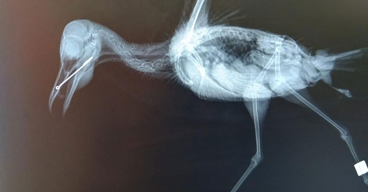 Rspca2