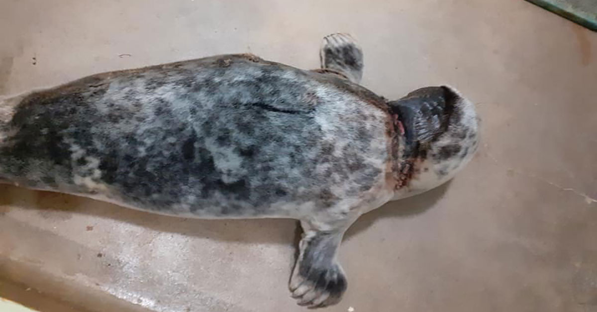 Seal1 1 Seal1 1
