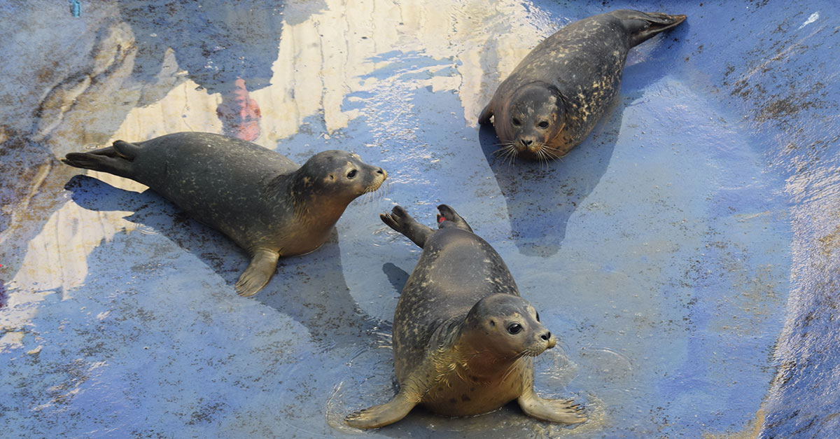 Seal1