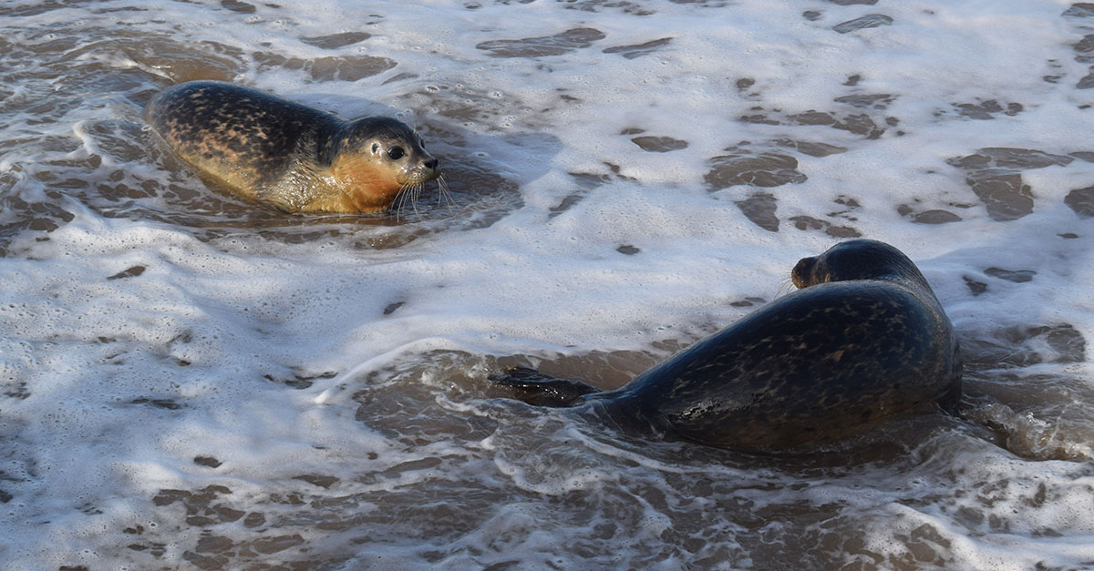 Seal4