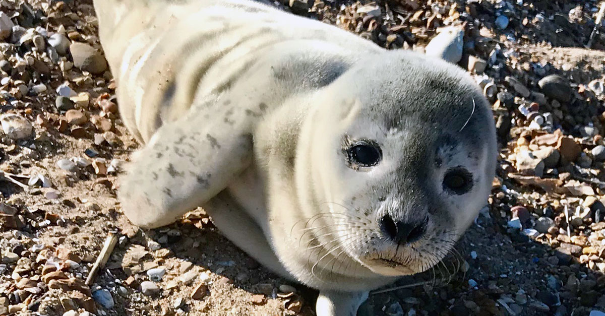 Sealelvis