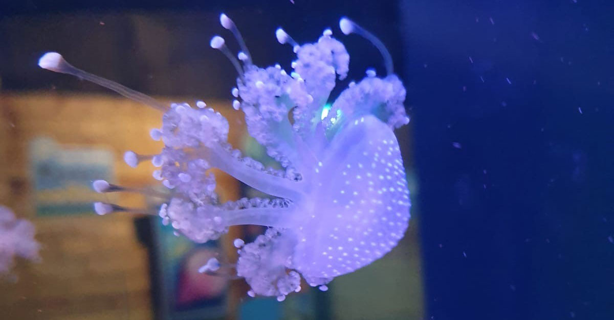 Sealifejellyfish Sealifejellyfish