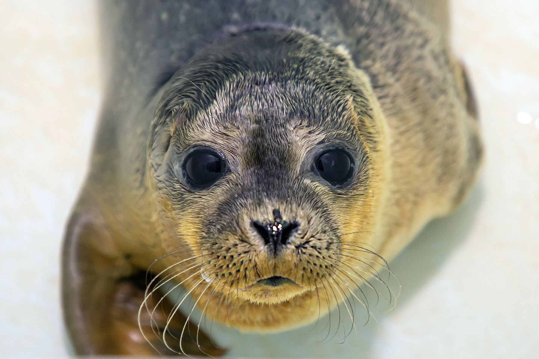 Sealkylie