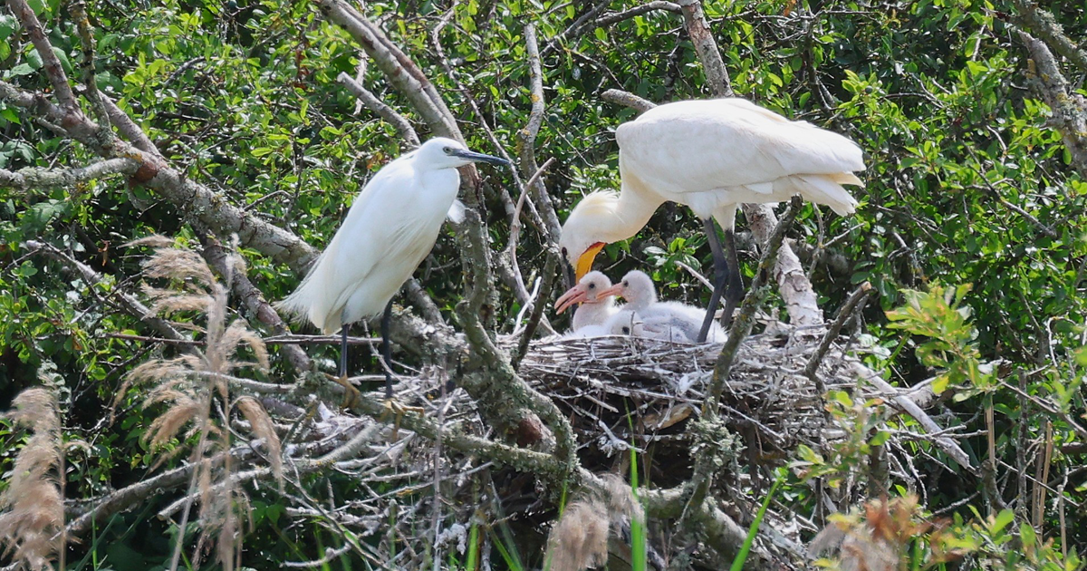Spoonbills web 2 Spoonbills web 2