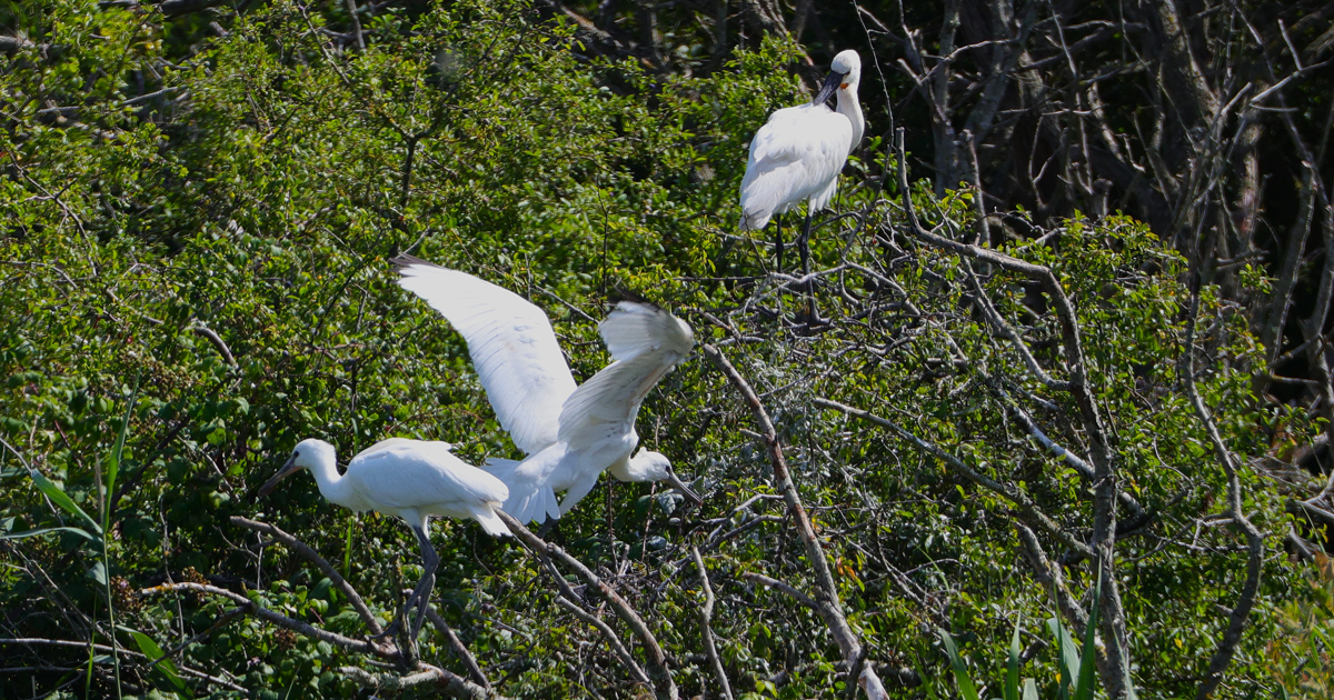 Spoonbills web 3 Spoonbills web 3
