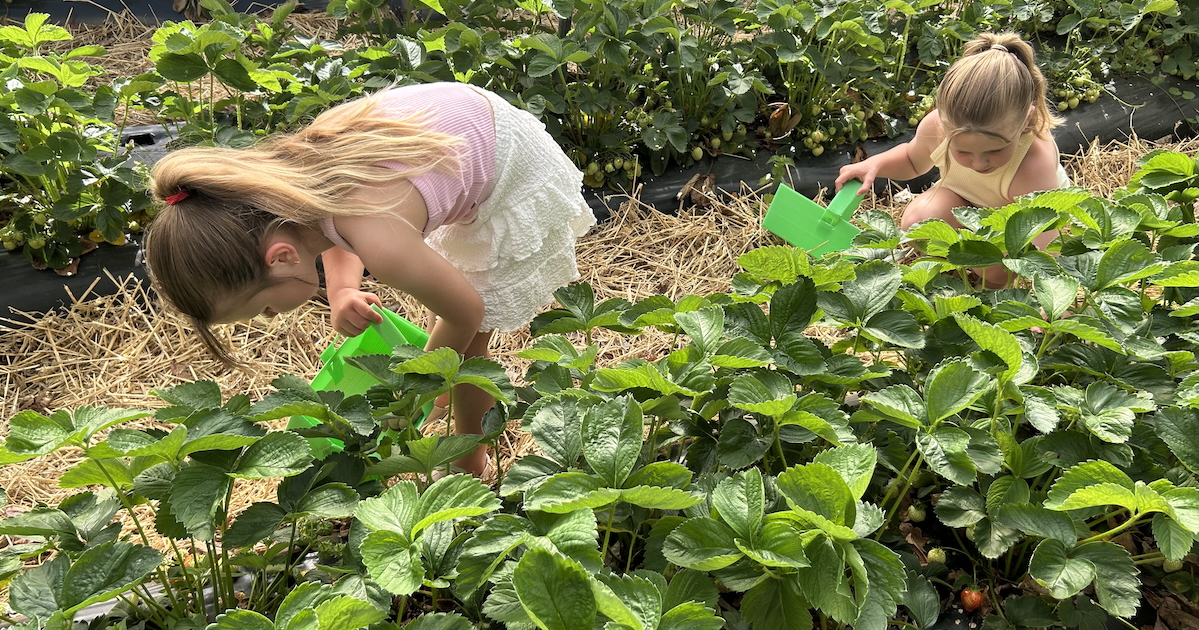 Strawberry 1 Strawberry 1
