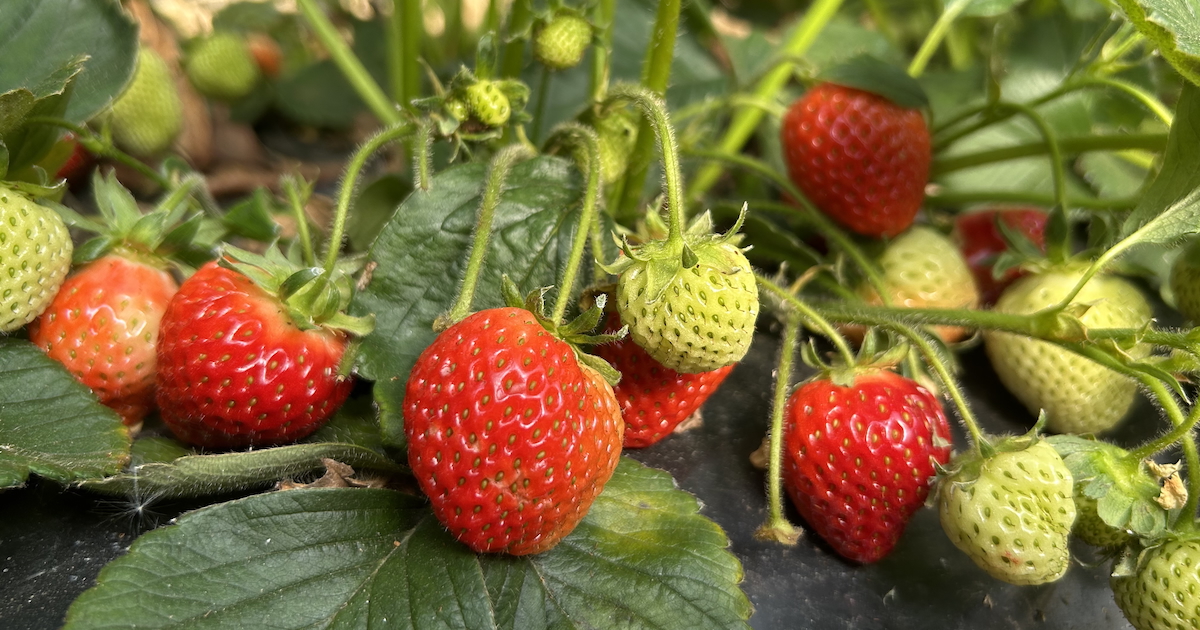 Strawberry 2 Strawberry 2