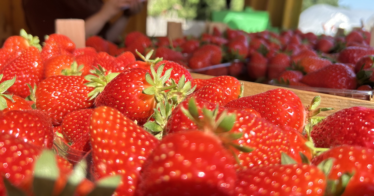 Strawberry 4 Strawberry 4