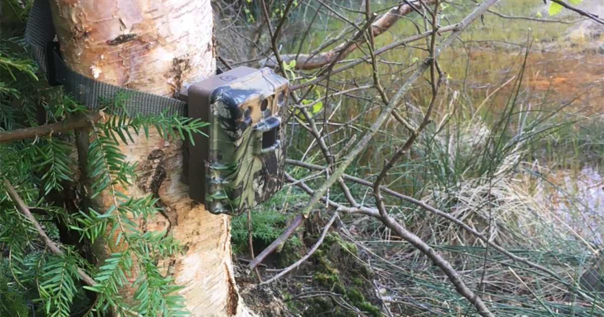 Web beavers camera