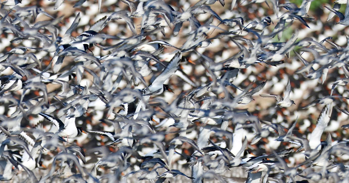 Web bird 1 Web bird 1