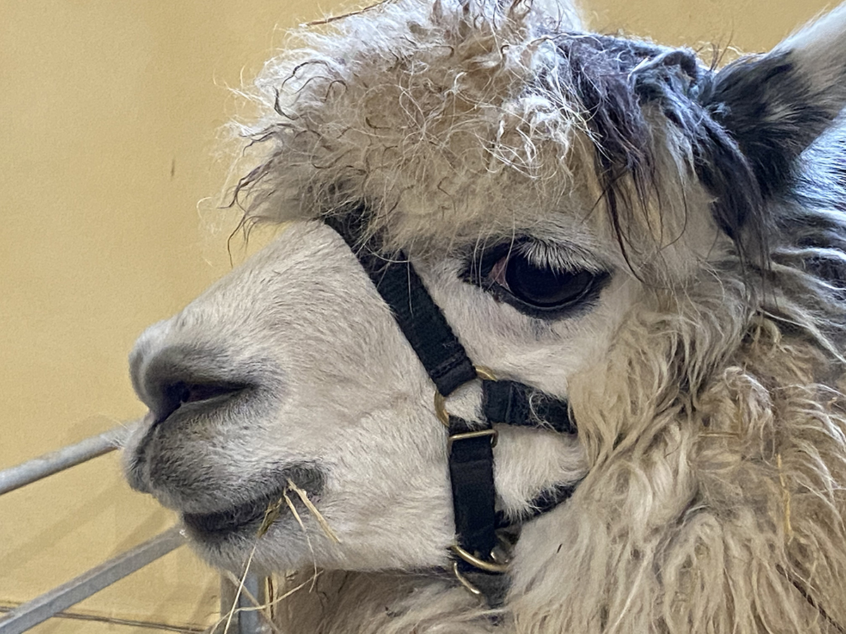 Web llama eb Web llama eb
