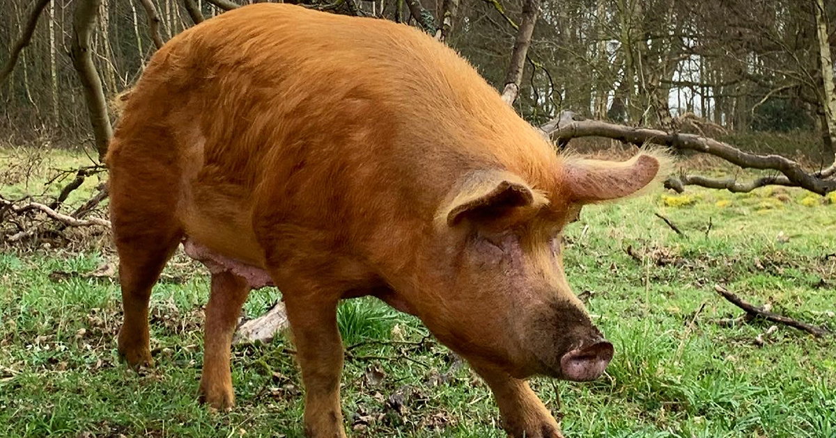 Web pig Web pig