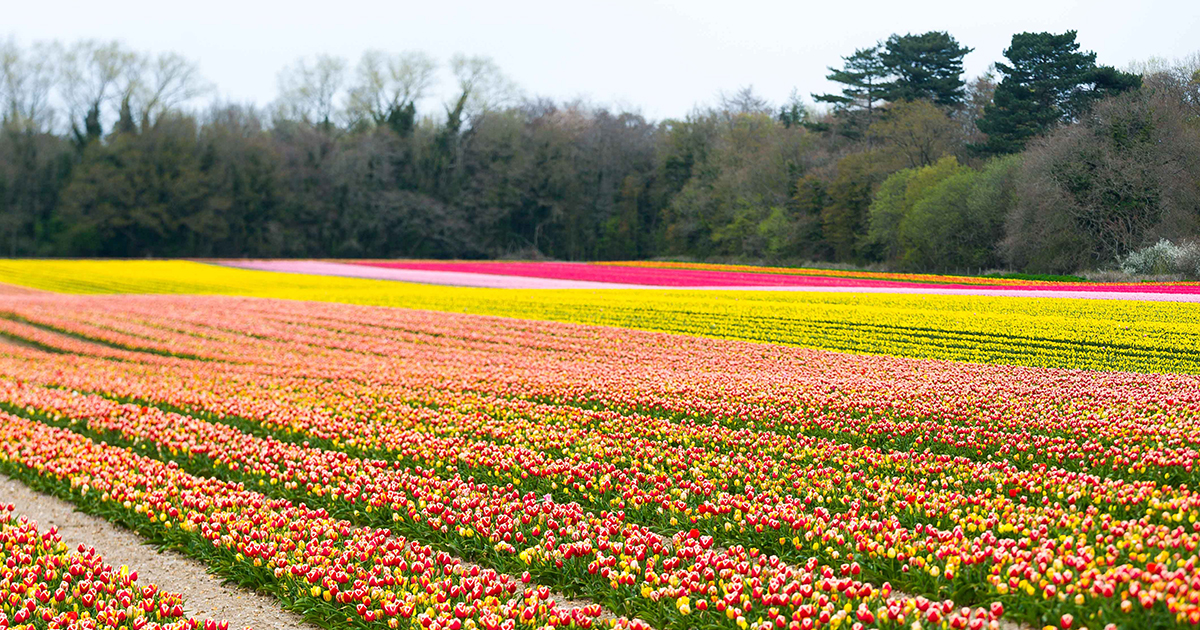WEB tulips 2