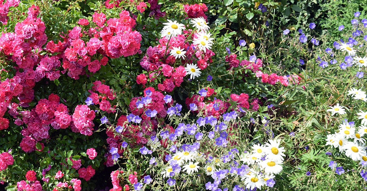 Ring gardens 3 Ring gardens 3
