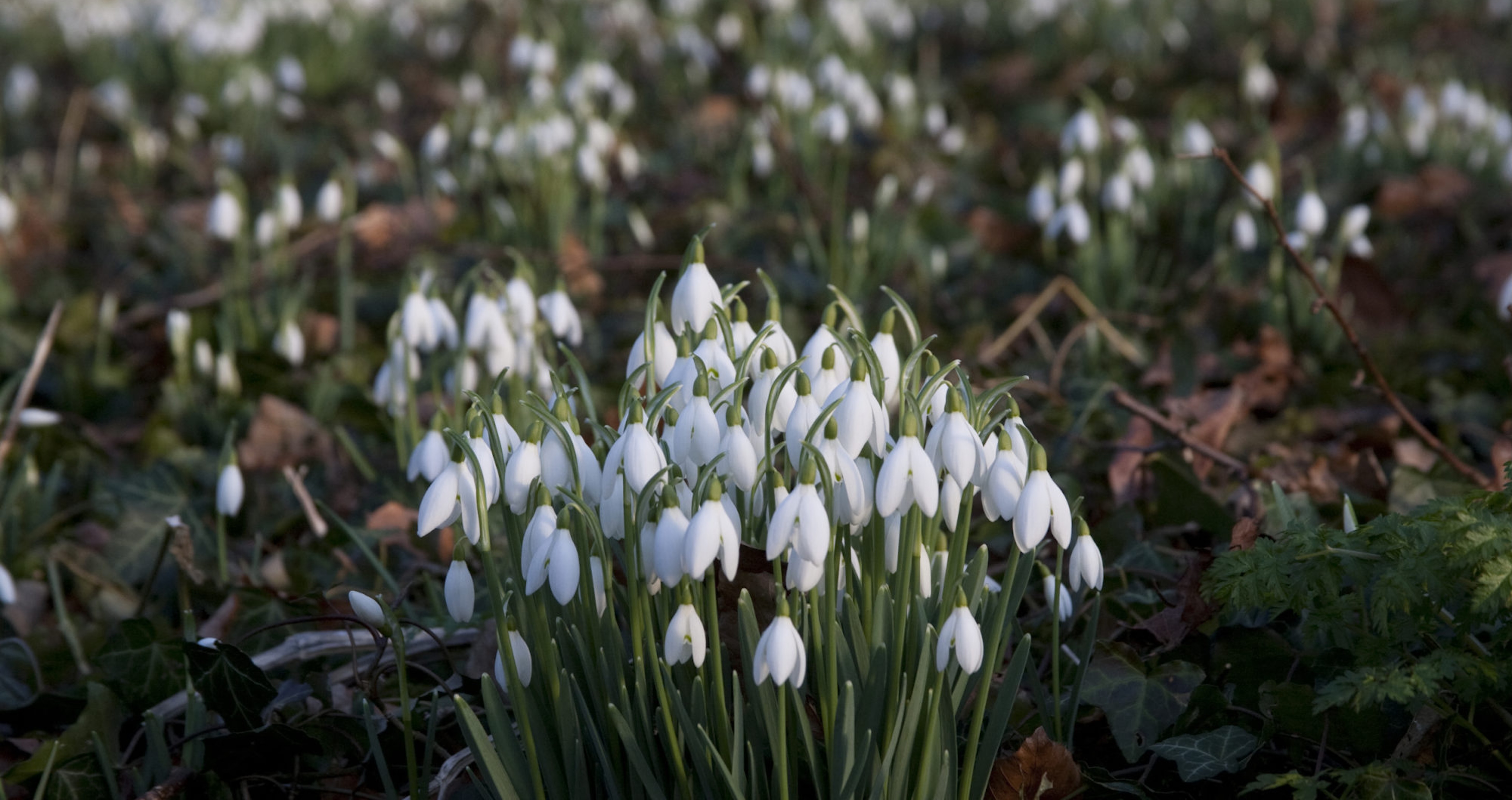 Walsingham Abbey Snowdrops 2000x1200 Walsingham Abbey Snowdrops 2000x1200