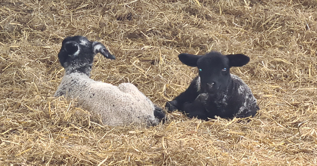 WEB 2 lambs WEB 2 lambs