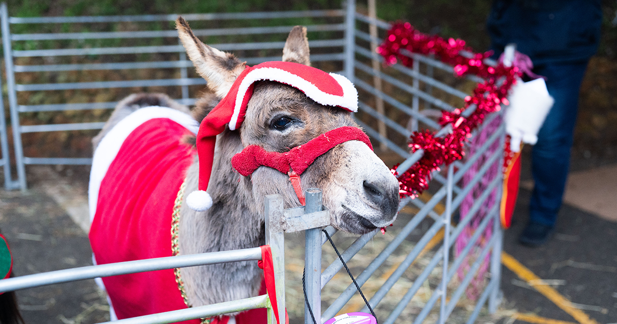 WEB 3 donkey WEB 3 donkey