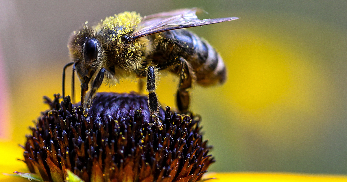 Web bee Web bee