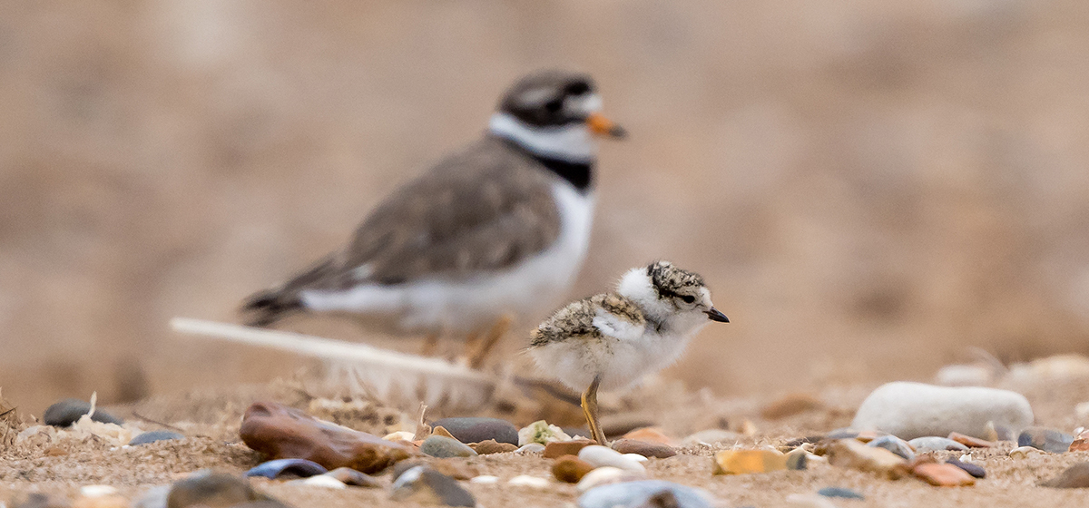 WEB Credit Phill Gwilliam. Ringed plover with chick, South Heacham Beach 2021 WEB Credit Phill Gwilliam. Ringed plover with chick, South Heacham Beach 2021