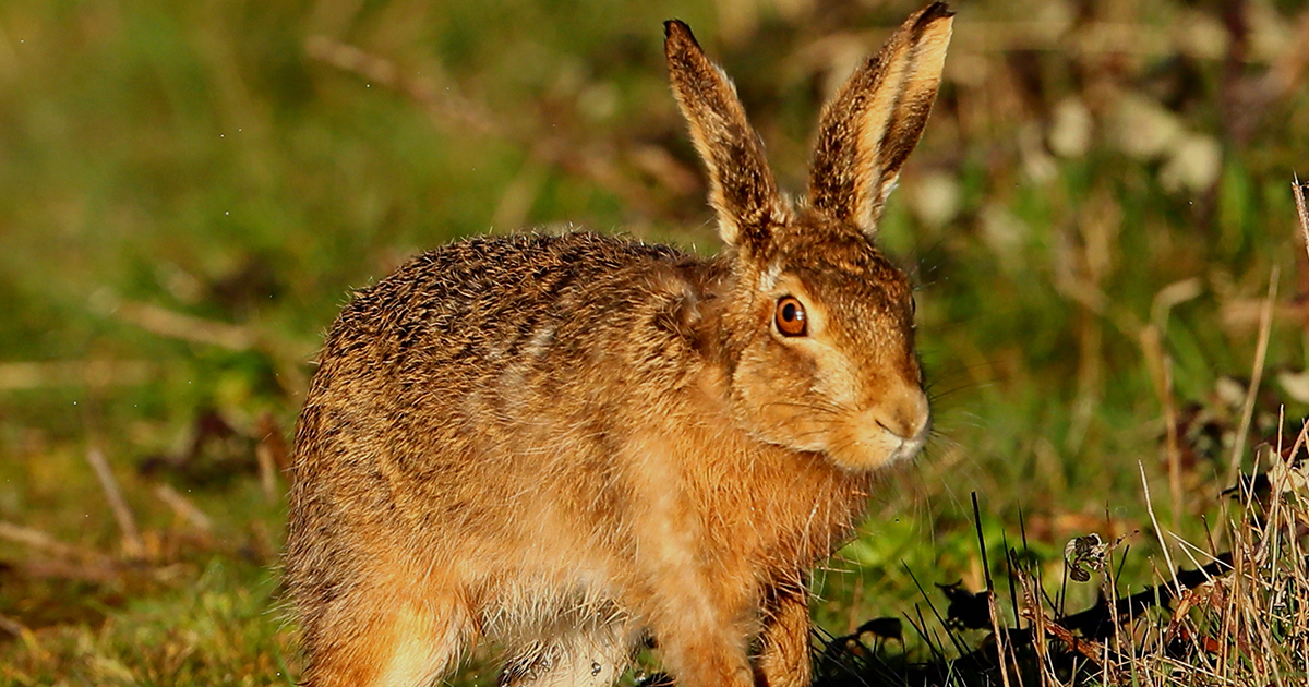WEB Hare WEB Hare