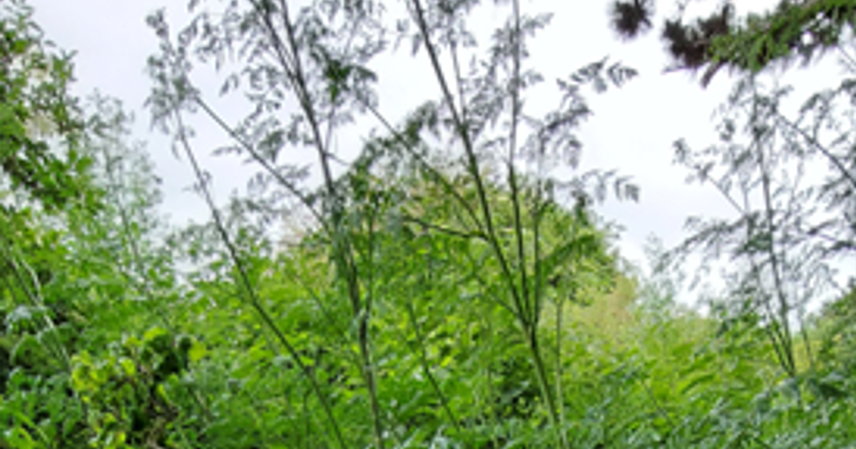 WEB Hemlocl growing WEB Hemlocl growing