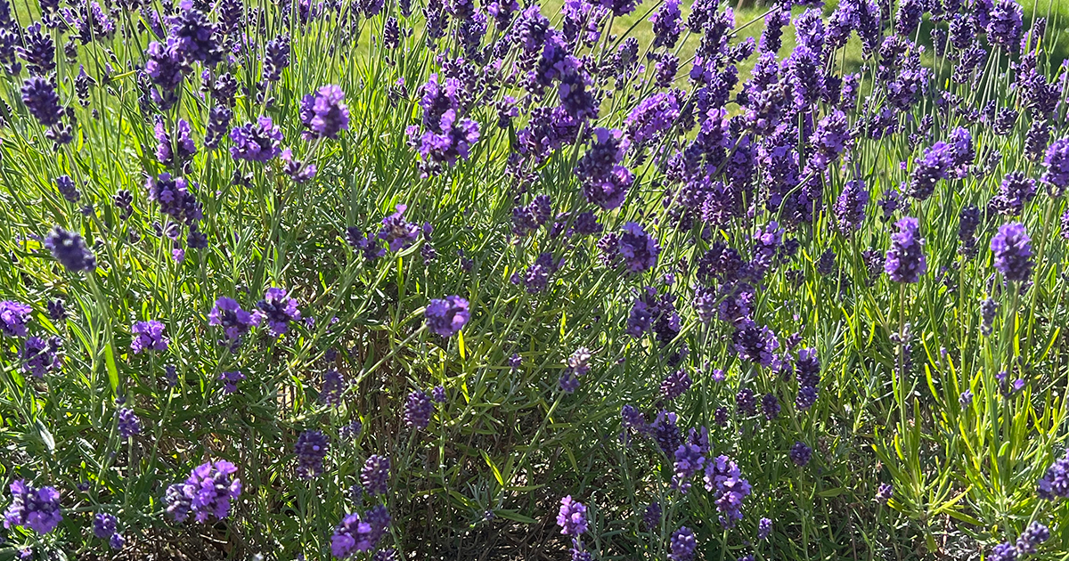 WEB Lavender WEB Lavender