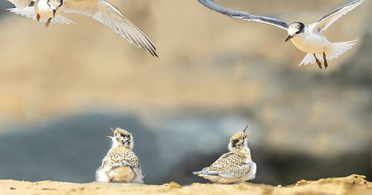 WEB Little Terns credit Lyn Ibbitson WEB Little Terns credit Lyn Ibbitson