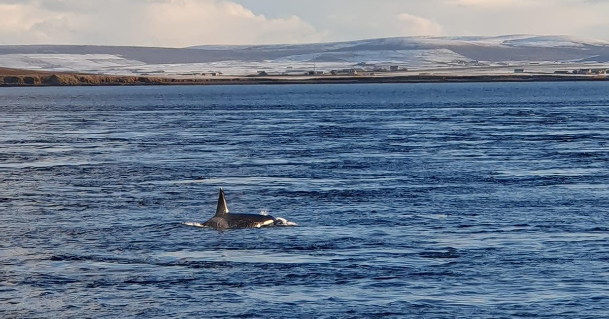 WEB Orca