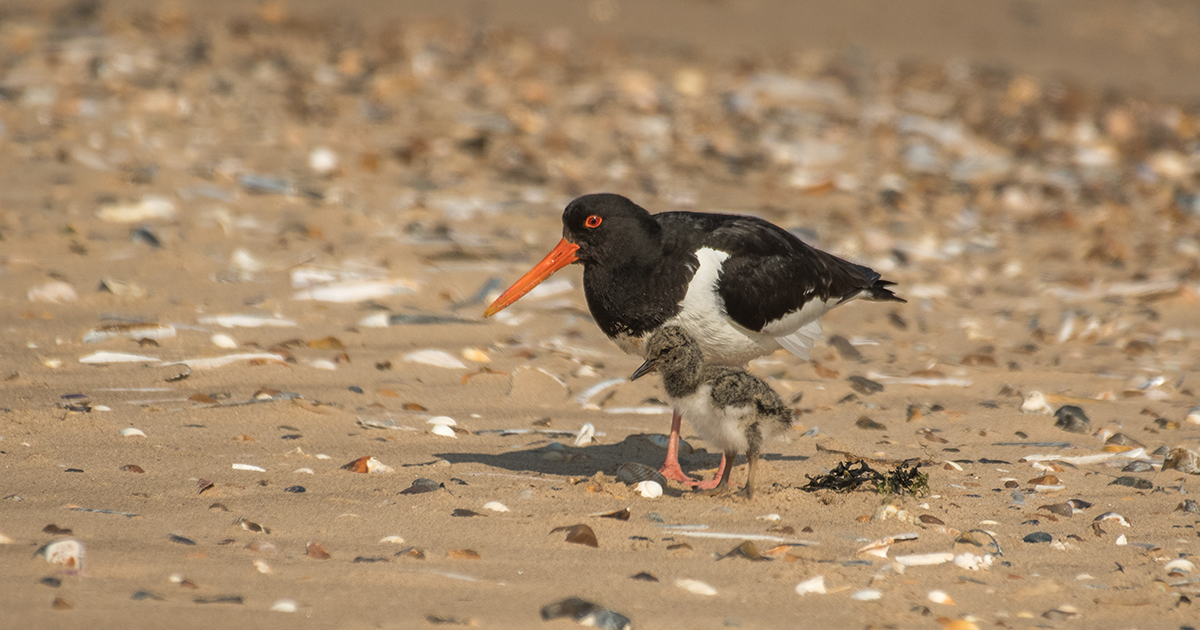 WEB Oystercatcher WEB Oystercatcher