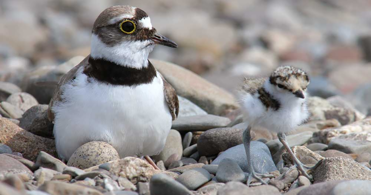 WEB plover WEB plover