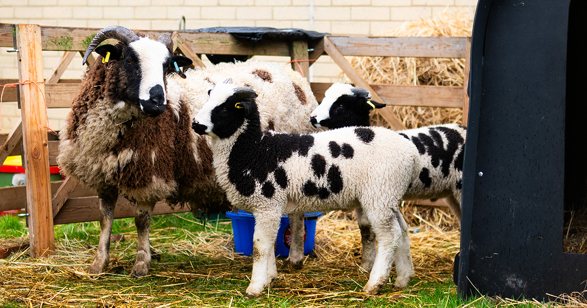 WEB Sheep 3